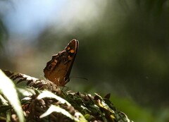 Heteronympha banksii
