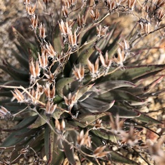 Dudleya abramsii
