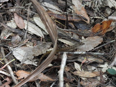 Saproscincus spectabilis