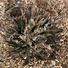 Dudleya abramsii