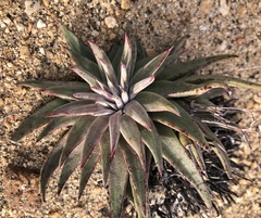 Dudleya abramsii
