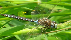 Rhionaeschna californica
