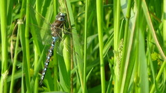 Rhionaeschna californica