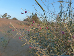 Tephrosia falciformis