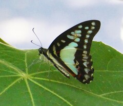 Graphium eurypylus