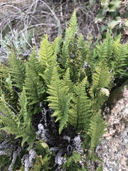 Myriopteris clevelandii