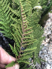 Myriopteris clevelandii