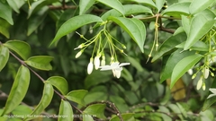 Wrightia religiosa
