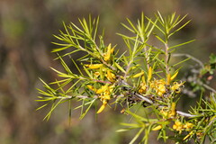 Persoonia juniperina