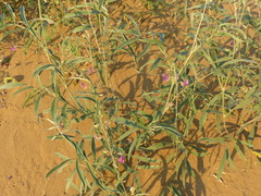 Tephrosia falciformis