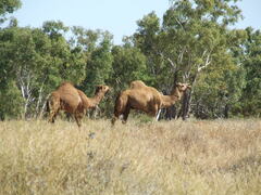 Camelus dromedarius