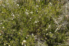 Calectasia intermedia