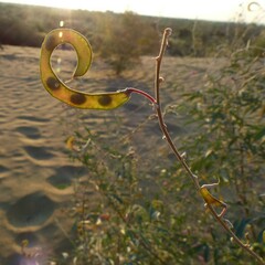 Tephrosia falciformis