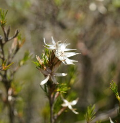 Calectasia intermedia
