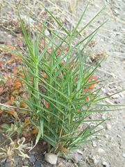 Distichlis distichophylla