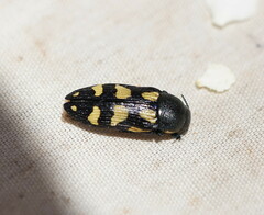 Castiarina adelaidae