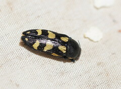 Castiarina adelaidae