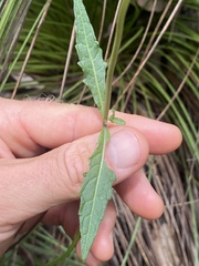 Platostoma longicorne
