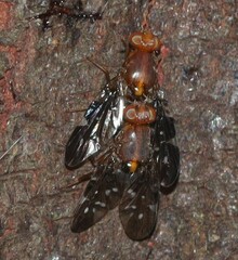 Acanthonevroides basalis