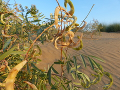 Tephrosia falciformis