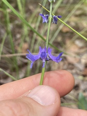 Platostoma longicorne