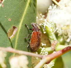 Metriolagria affinis