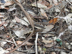 Saproscincus spectabilis