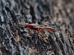 Aulacidae