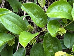 Smilax anceps