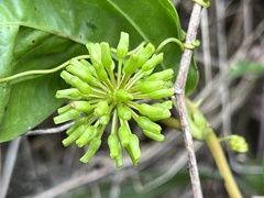 Smilax anceps