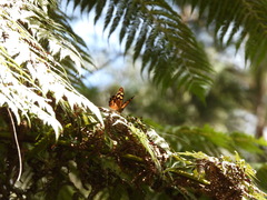 Heteronympha banksii