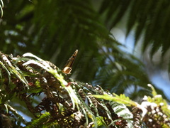 Heteronympha banksii