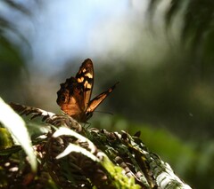 Heteronympha banksii
