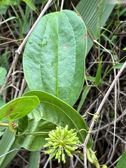 Smilax anceps