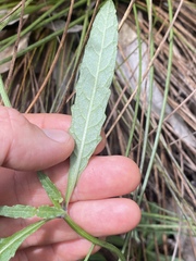 Platostoma longicorne