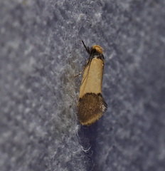 Heteroteucha dichroella