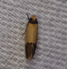 Heteroteucha dichroella