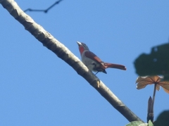 Piranga roseogularis