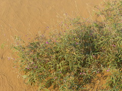 Tephrosia falciformis