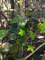 Alyxia ruscifolia
