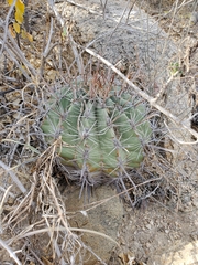 Ferocactus townsendianus