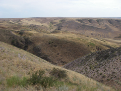 Caragana balchaschensis