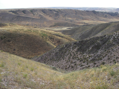 Caragana balchaschensis