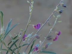 Tephrosia falciformis