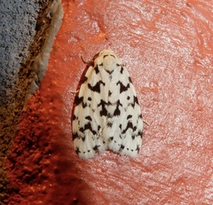 Aemene taprobanis