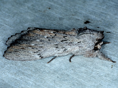 Destolmia lineata