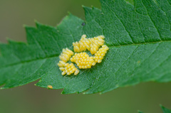 Aporia crataegi