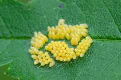 Aporia crataegi