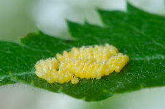 Aporia crataegi