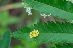 Aporia crataegi